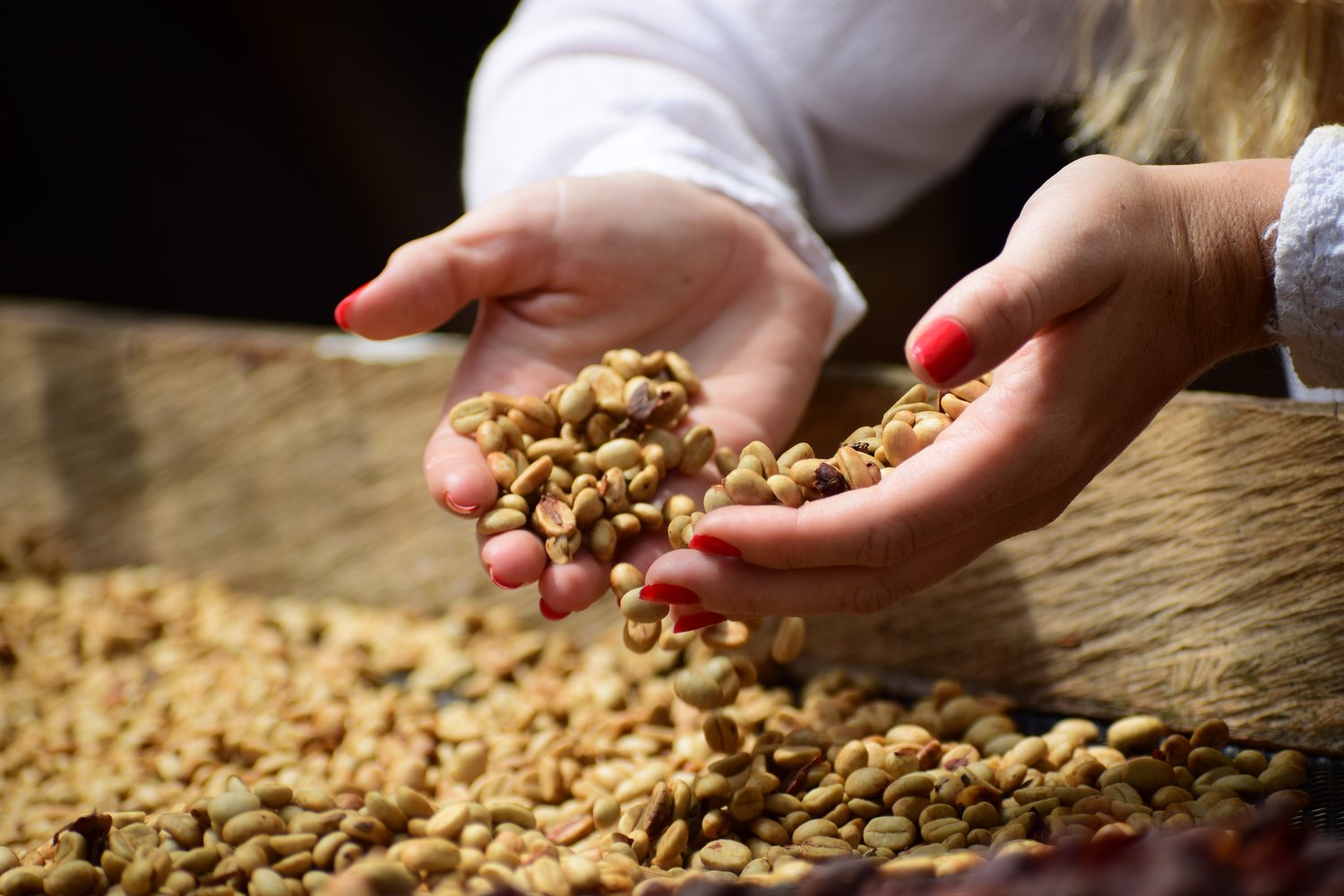 Café verde de especialidad en manos